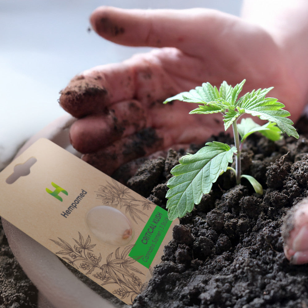 Cannabissamen