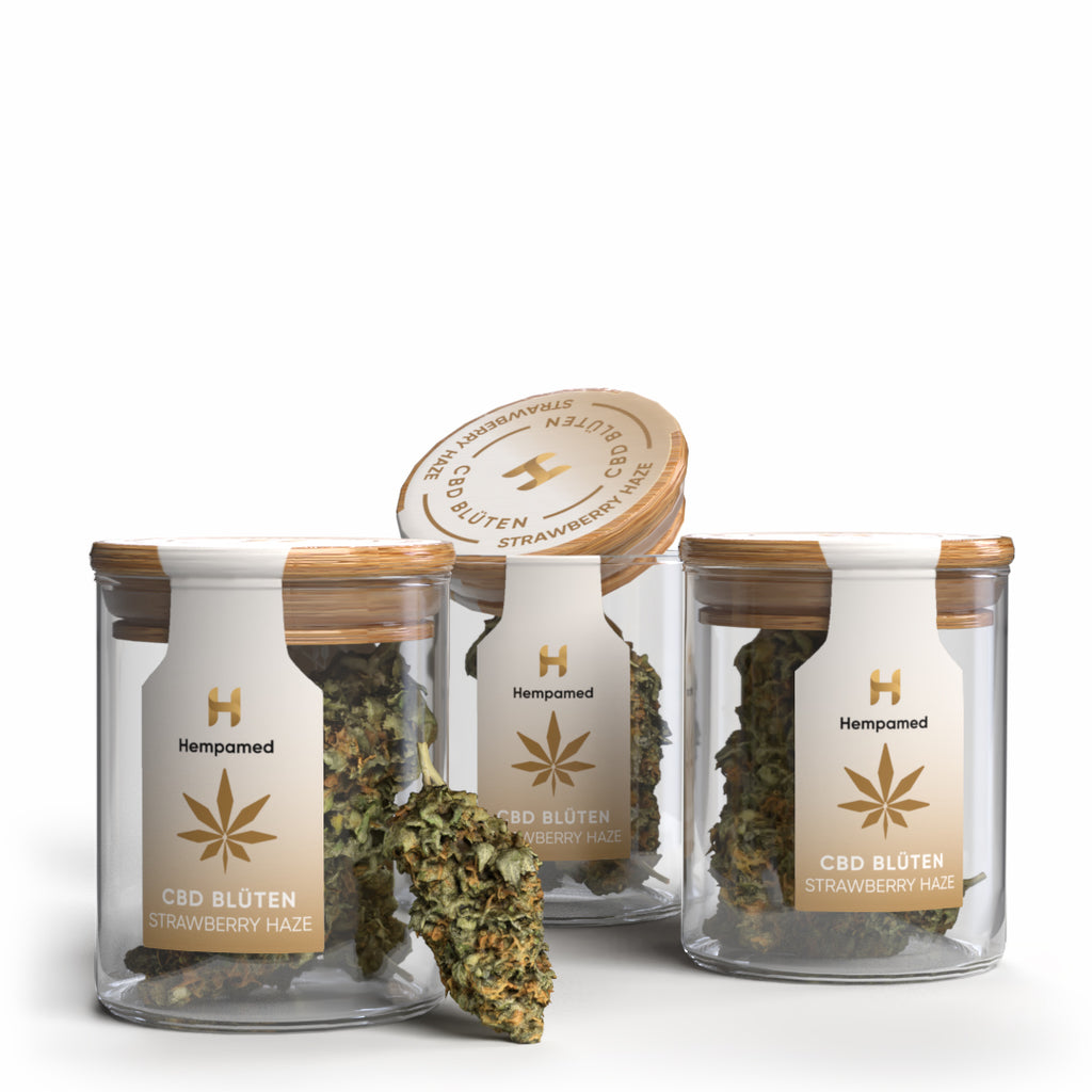 Foto: 3er Pack Strawberry Haze CBD Blüten von Hempamed, fruchtige Aromablüten im Set.