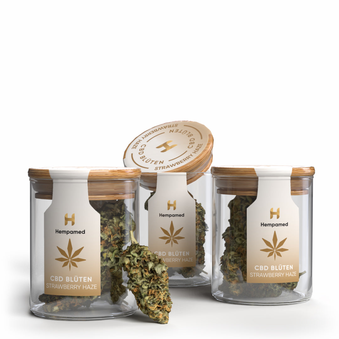 Foto: 3er Pack Strawberry Haze CBD Blüten von Hempamed, fruchtige Aromablüten im Set.