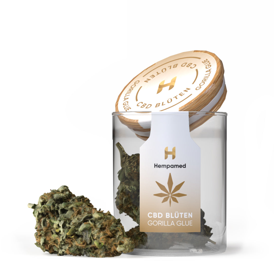 CBD-Blüten Gorilla Glue – aromatische Hanfblüten mit intensiver Wirkung und hohem CBD-Anteil für entspannte Stunden.