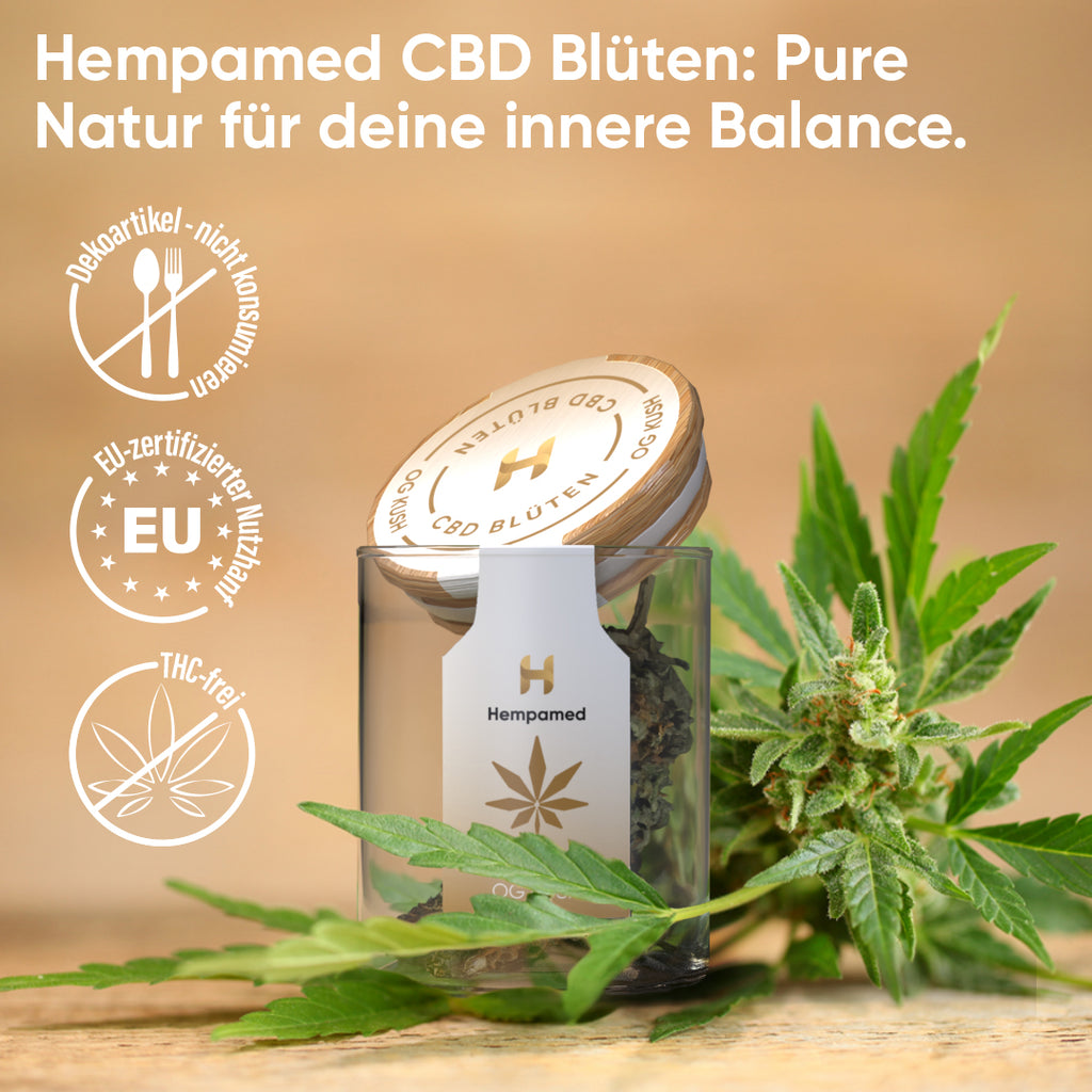 Vorteile der CBD-Blüten OG Kush – hochwertige Hanfblüten mit intensivem Aroma und entspannender Wirkung.