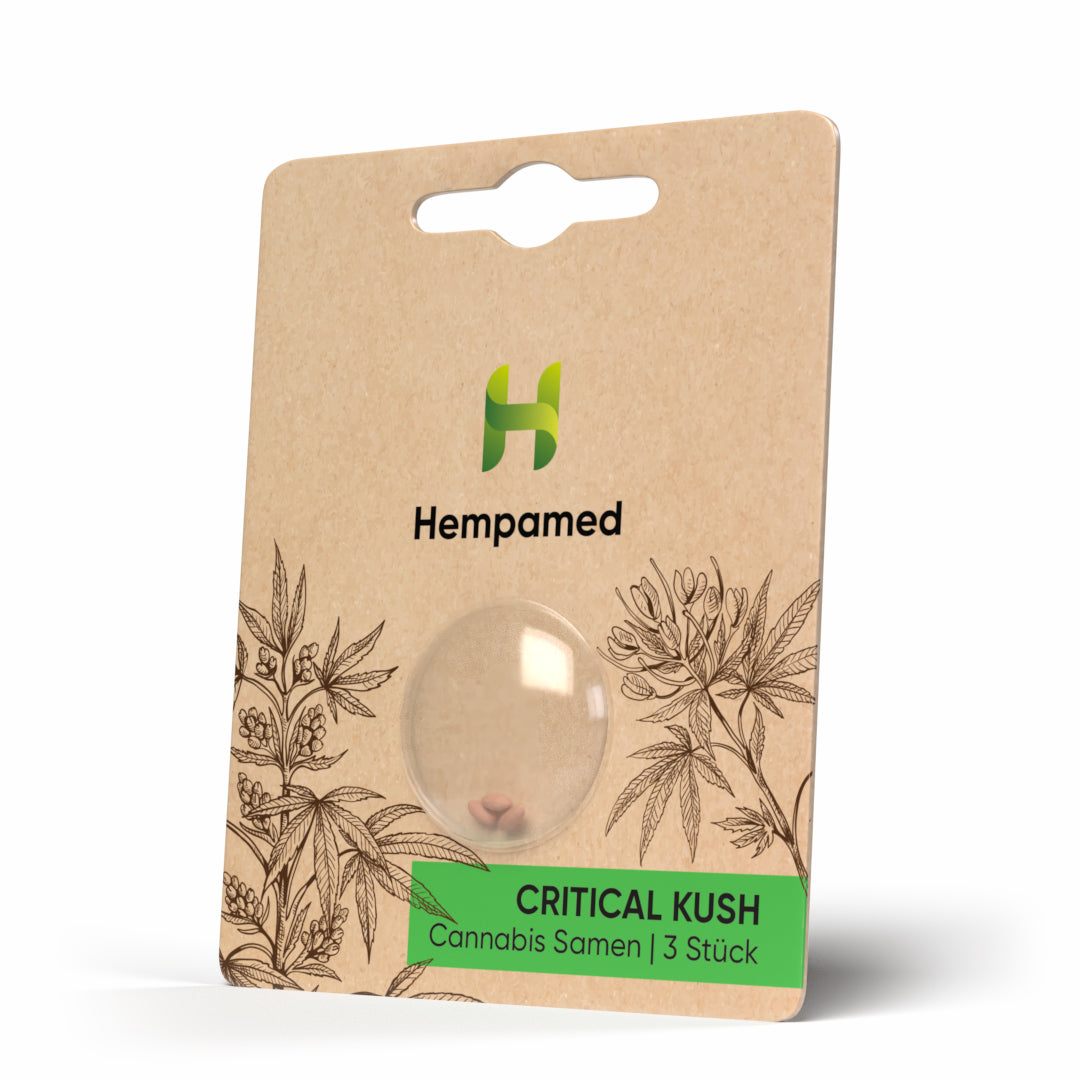 CBD-Samen der Sorte Critical Kush, hochwertige Hanfsamen für CBD-Blüten von Hempamed.
