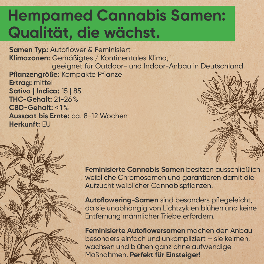 Infografik: Vorteile und Eigenschaften der Hanfsorte Critical Kush