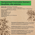 Infografik: Vorteile und Eigenschaften der Hanfsorte Critical Kush