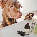 Stimmungsvolles Bild: Hempamed CBD Öl für Hunde mit Hanf, Wohlbefinden und Entspannung im Fokus.