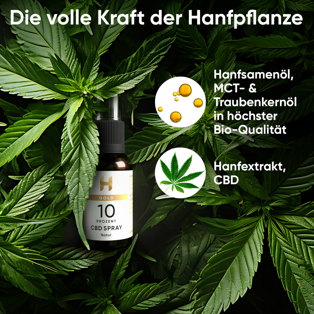 Hanfpflanzen für Hempamed Gold CBD Mundspray, natürliche Rohstoffe im Fokus.