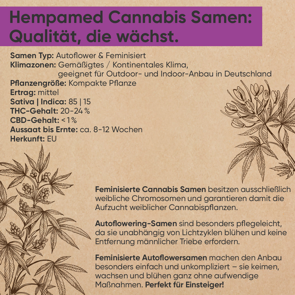 Infografik: Vorteile und Eigenschaften der Hanfsorte Purple Haze