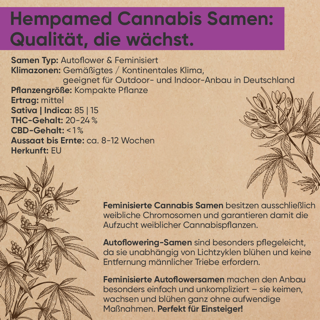 Infografik: Vorteile und Eigenschaften der Hanfsorte Purple Haze